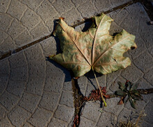 Maple Leaf And Paving Slabs