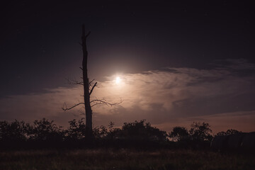 Tree in moonlight 2