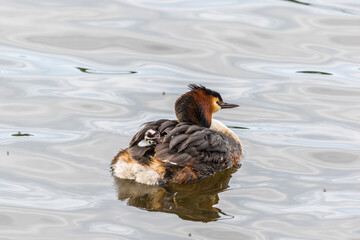 Canvas Print - Crested Grebe with a newborn chick on the back swimming in the water