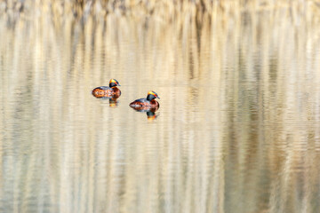 Wall Mural - Pair of colorful Horned grebes in the lake