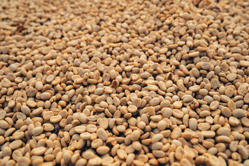 Canvas Print - Coffee beans are dried in the greenhouse.