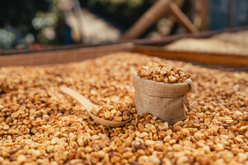 Canvas Print - Coffee beans are dried in the greenhouse.