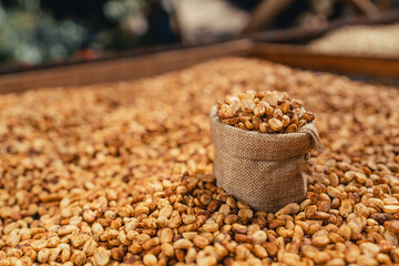 Canvas Print - Coffee beans are dried in the greenhouse.