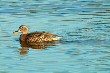 Female Duck Paddling On A Blue Pond