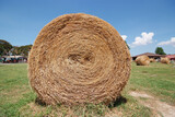Fototapeta Zwierzęta - round bale of straw with blue sky