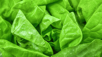 Top-down view of fresh Boston lettuce leaves