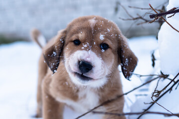 Central Asian sheepdog, Asian Shepherd puppies in winter day