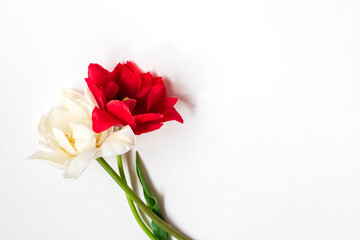 Wall Mural - Red and white tulip flowers.On a white background.Symbol of Spring.March 1 Tradition.Baba Marta Day.Copy space