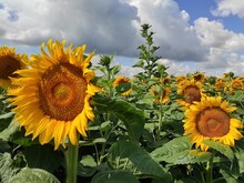 Big Sunflowers Stand With Their Heads To The Sun