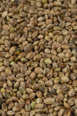 Poster - hemp seed isolated on white background