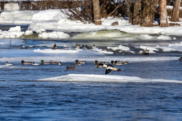 Canvas Print - The common merganser (North American) or goosander (Eurasian) (Mergus merganser) in flight over a frozen river