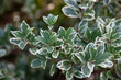 Wintercreeper Emerald Gaiety - Latin name - Euonymus fortunei Emerald Gaiety