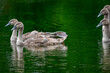 fluffy grey young swans swimming