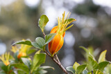 Fruits of cape jasmine on the tree Orange fruits on green branches of gardenia jasmine