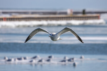 Canvas Print - The Herring gull (Larus smithsonianus) in flight over a frozen river 