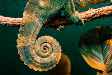 Close-up chameleon's colourful orange and teal tail. Awesome Panther chameleon (Furcifer pardalis) rests placidly on a branch while waiting to hunt insects in the wild