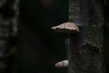 Wall Mural - Tree mushroom with black background