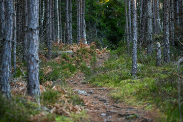 Wall Mural - trail in the pine forest