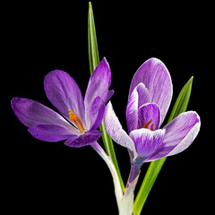 Two violet flowers of crocus, isolated on black background