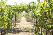 vineyard in Albania