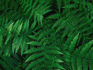 Common polypody polypodium vulgare . Dark green fern fronds. Botanical foliage texture background. Fresh green fern leaves