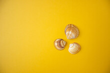 Three Ribbed Striped Seashells On A Yellow Background. Horizontal Photo And Space For Text.