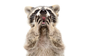 Wall Mural - portrait of funny surprised raccoon isolated on white background