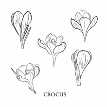 Cute Hand Drawn Realistic Crocus Flowers Blooming Set. Traditional Spring Flowers In Ink