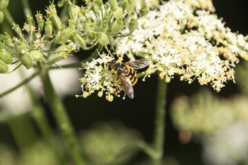 Wall Mural - bee on a yellow flower