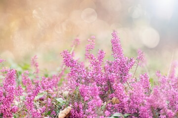 Wall Mural - Spring garden. Morning sun rays in Erica flowers (heath), blured light