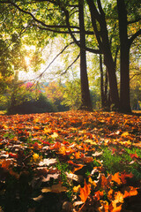 Wall Mural - Golden autumn fall October in famous Munich relax place - Englishgarten. English garden with fallen leaves and golden sunlight. Munchen, Bavaria, Germany