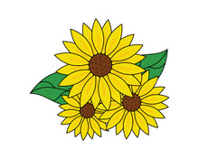 Three Sunflowers And Two Green Leaves On White