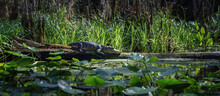 Florida Alligator Sunning On A Log 