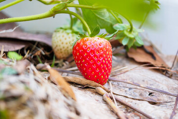 Wall Mural - Fresh red ripe organic strawberry plant in the garden