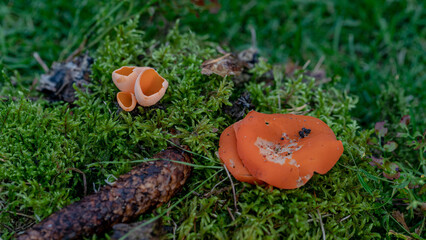 Wall Mural - Aleuria aurantia fungus, also known as the orange peel mushroom