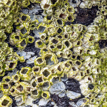 Barnacle Texture Background Crustacean Pattern Backdrop On The Oregon Coast.