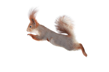 Sticker - squirrel in jump isolated on white background