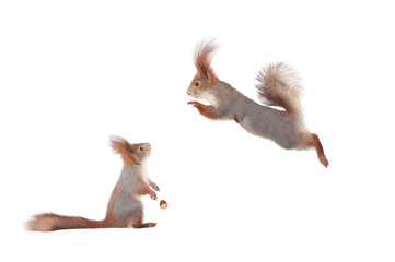 Poster - surprised squirrel looking at squirrel jump isolated on white background