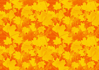Wall Mural - Calm pattern of red-orange maple leaves. Seamless background of autumn maple leaves.