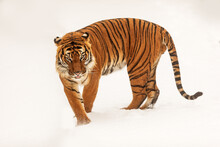 Male Malayan Tiger (Panthera Tigris Jacksoni) Is Surprised By The Snowfall