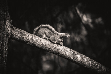 Poster - A grayscale closeup of the squirrel on the tree.