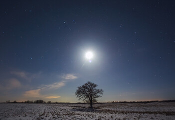 Wall Mural - Night landscape image with moonlight and oak tree
