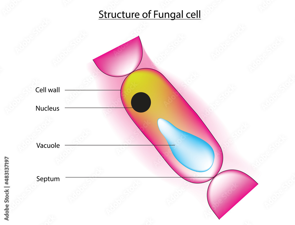 Biological illustration of Typical fungus cell, a typical fungal cell contains a true nucleus and many membrane-bound organelles. The kingdom Fungi includes an enormous variety of living organisms