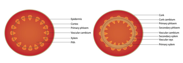 the process of secondary growth of dicot woody plant, development of a woody stem (section of stem)