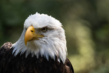 Canvas Print - A closeup shot of fierce bald eagle against bokeh background