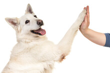 White Swiss Shepherd Dog Portrait Isolated White Background Giving A High Five
