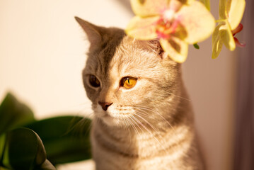 British cat with yellow eyes. A flower in the background.