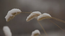 Crested Dog's-tail Grass Or Cynosurus Cristatus Covered In Snow