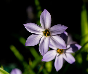 Wall Mural - Spring-flowering purple scilla flowers often bloom while snow still covers the ground. Often escapes gardens into woodland settings.