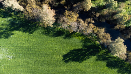 Poster - A beautiful view of a field with large trees